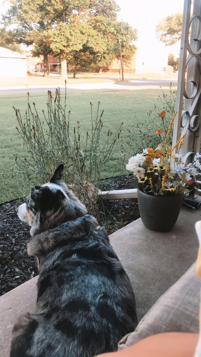 beware of dog