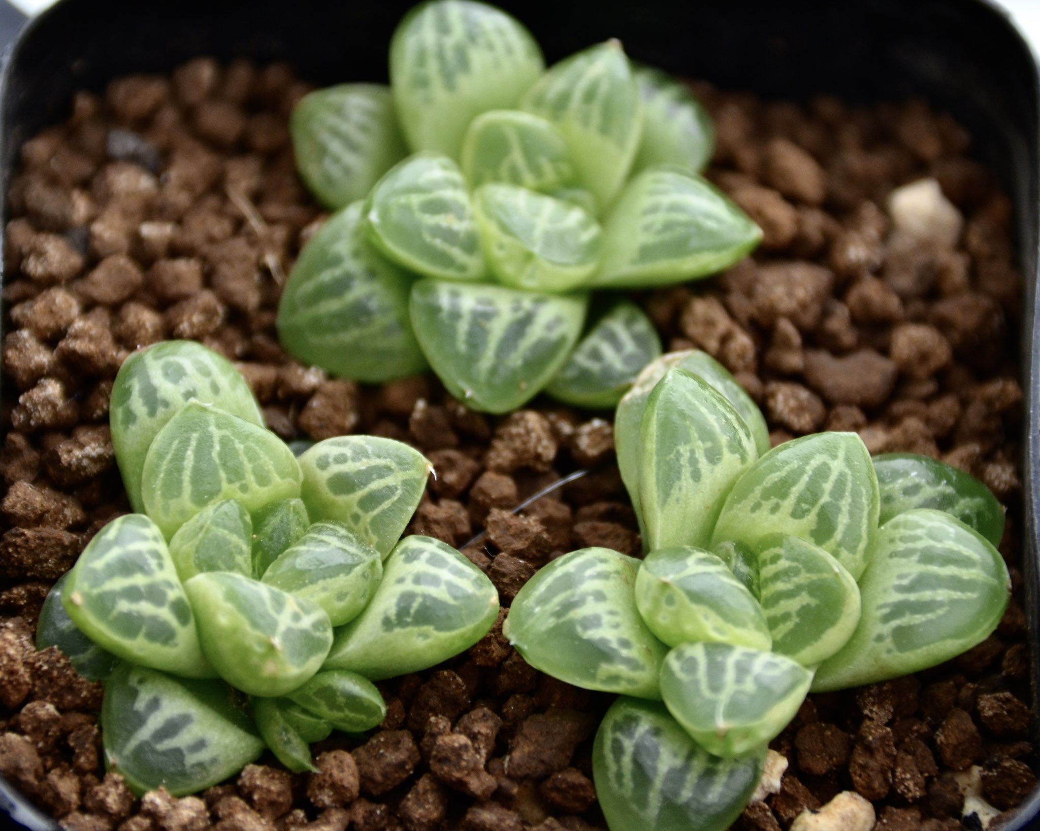 ハオルチア 蛙玉 ② （万象？それとも玉扇？ - 多肉植物）