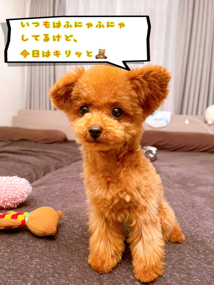 チョコ マイクロティーカッププードル V Twitter いつもふにゃふにゃなチョコだけど たまには男前な顔します トイプードル 立ち耳トイプードル モデル犬 犬好きさんと繋がりたい 犬のいる暮らし いっぬ マイクロティーカッププードル 立ち耳トイプー チョコ マイクロティーカッププードル V Twitter いつもふにゃふにゃなチョコだけど たまには男前な顔します トイプードル 立ち耳トイプードル モデル犬 犬好きさんと繋がりたい 犬のいる暮らし いっぬ マイクロティーカッププードル 立ち耳トイプー