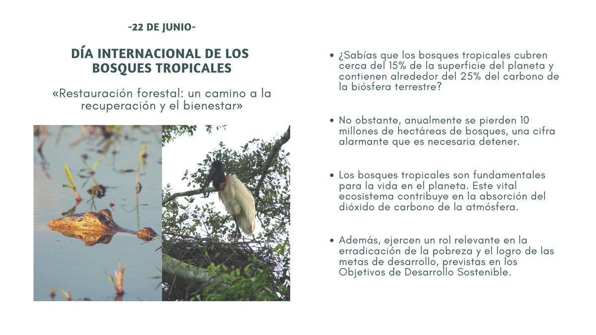 sitioswao's tweet photo. «Restauración forestal: un camino a la recuperación y el bienestar»

Anualmente se pierden millones de hectáreas de bosques tropicales, ocasionados por la mano del hombre, fomentemos un responsable manejo de los recursos naturales.

Nuestros bosques son vida y bienestar

#bosques https://t.co/23mJ36UmXw