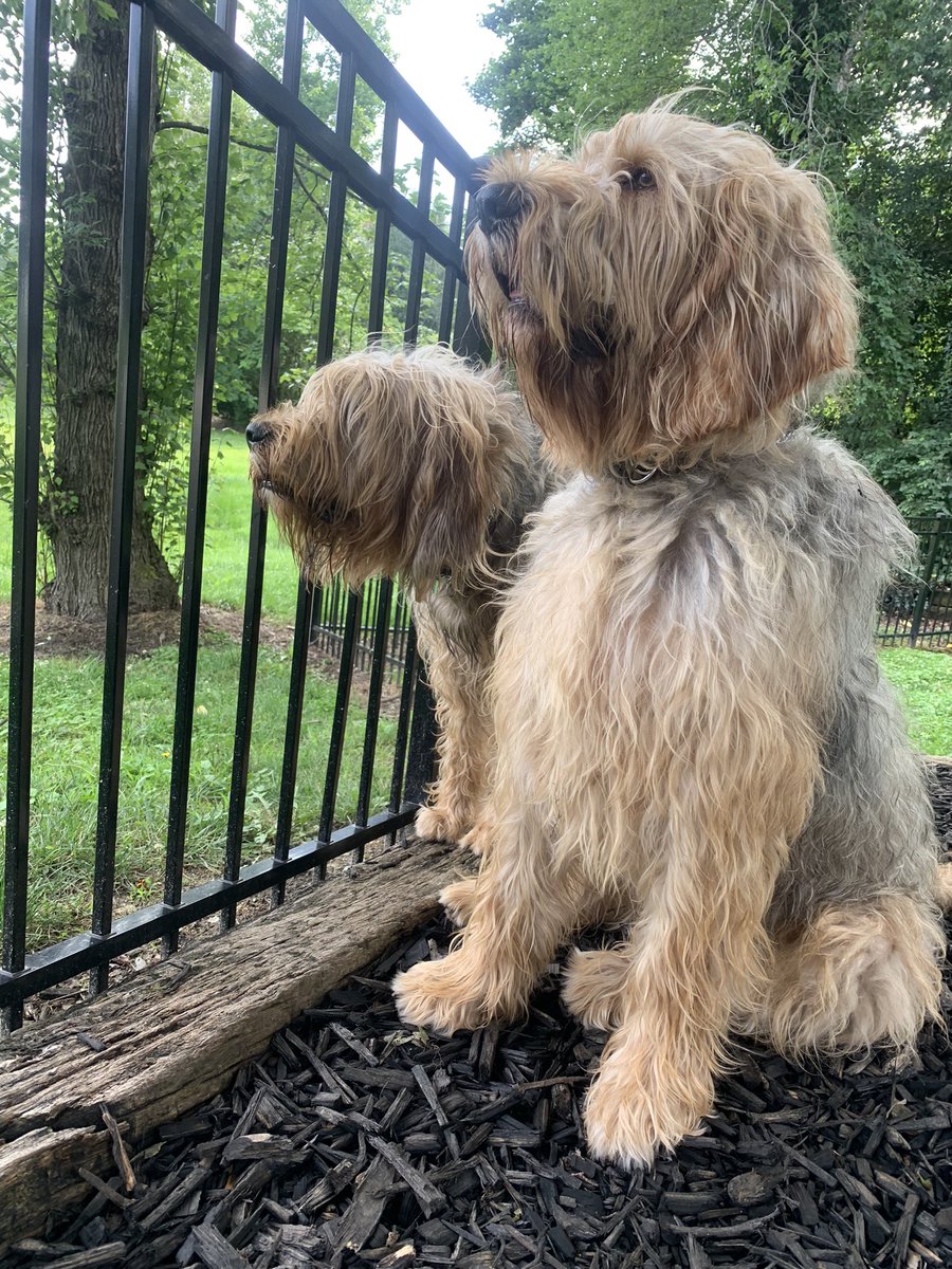 lakegirllat32's tweet photo. If you like dogs โฆ here is some cuteness for you to pause & enjoy amongst your scrolling. My big fur babies #otterhounds #rarebreed https://t.co/rx05rUpzZw