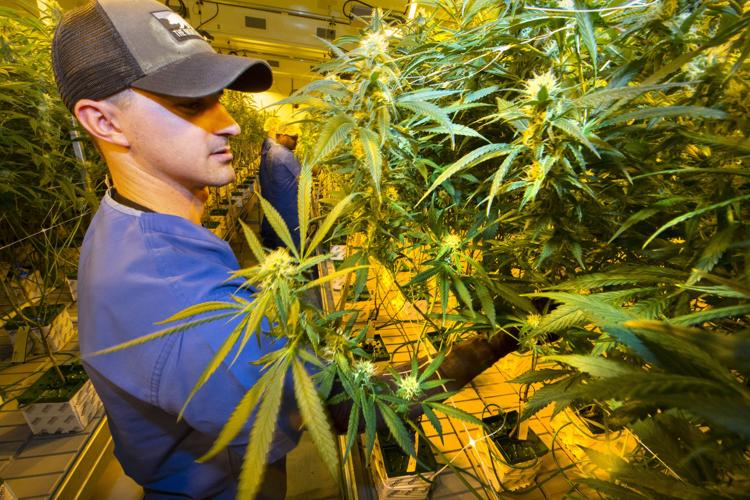 THEMMEXCHANGE's tweet photo. Smokable marijuana allowed in Louisiana's medical marijuana  program after Gov. John Bel Edwards signs bill 

https://t.co/ptibTxmgKz #MME #marijuana #cannabis #Louisiana https://t.co/CvjbcC8Kge