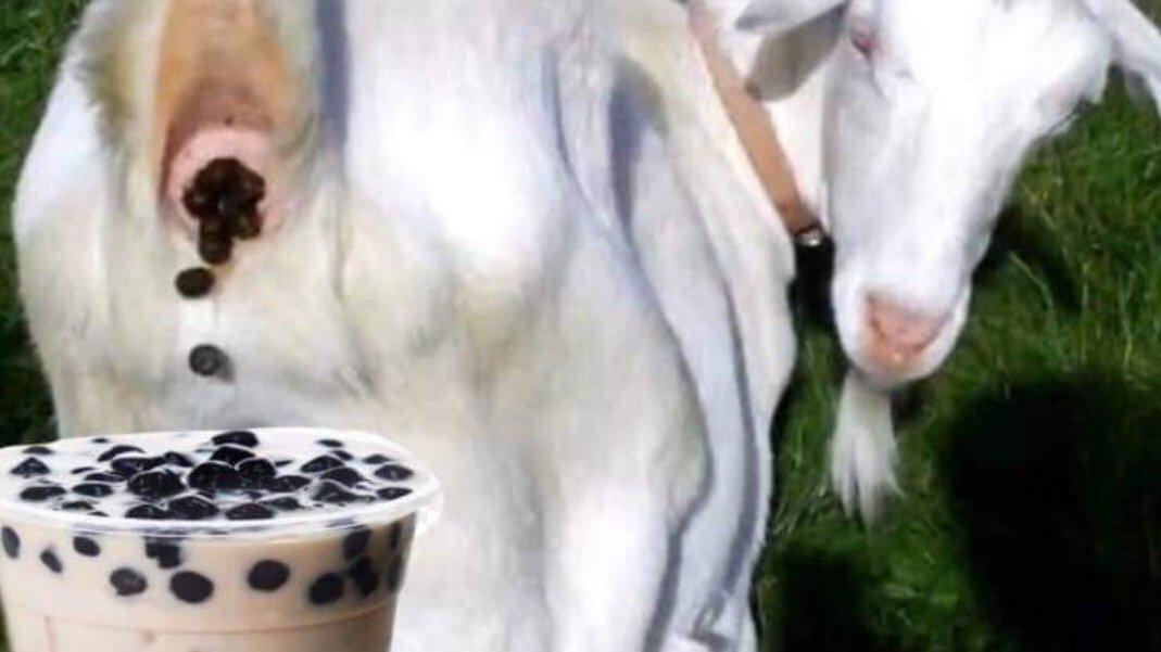 JumpyOG's tweet photo. @lachjaw I'm more of a coffee guy myself but I can't lie I do love me a nice cup of Boba tea. https://t.co/aVxca0vho3