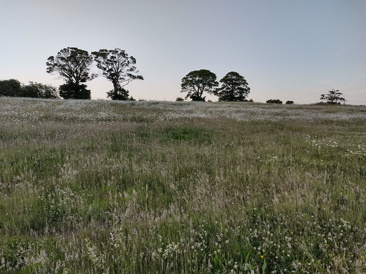 Enjoyed the peace, flowers and bird song of Hes East tonight, needed a screen break and fresh air. Nick's got wild flower meadow envy too.

The <a href="/UoyGrounds/">uoy_grounds_and_gardens</a> team do an amazing job managing this space the meadows are stunning this year. <a href="/LGSpace/">Little Green Space 🦋</a>