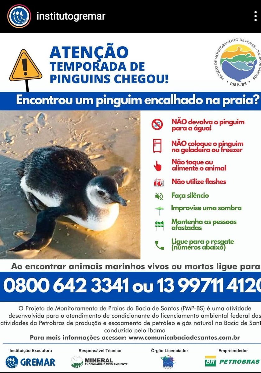 RosaizumiRosa's tweet image. #penguim