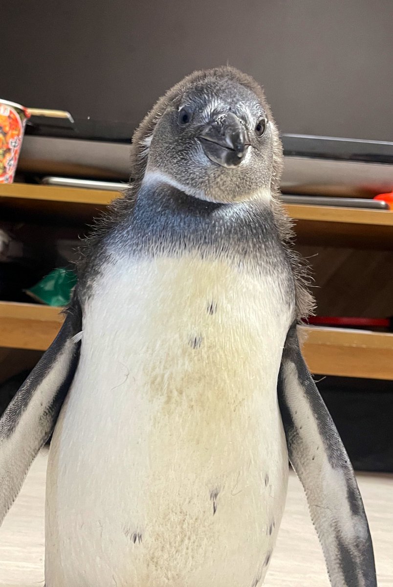 ペンギン 直送品・大感謝価格 】ペンギン ビニールモデル 5体セット 70679