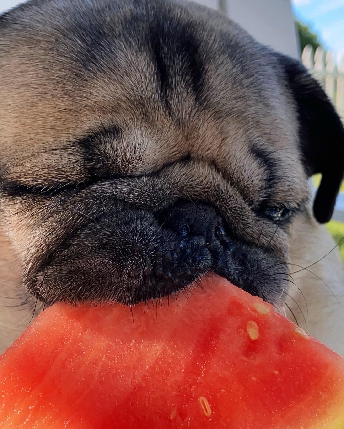 Can pugs eat watermelon online