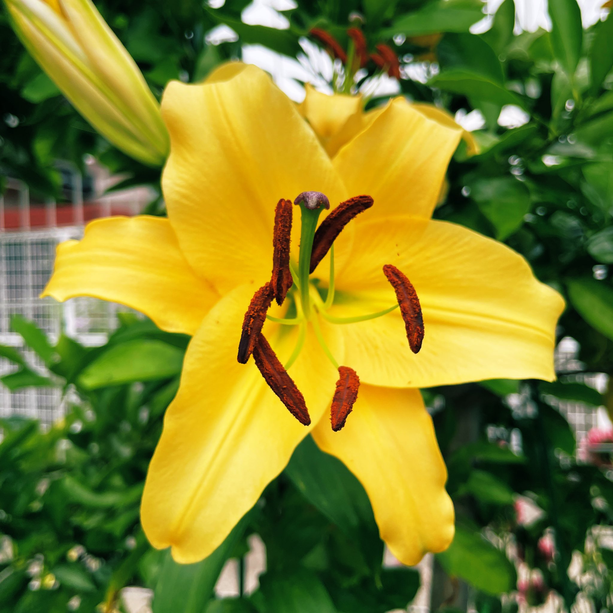 Tamaro ユリ 植えっぱなしのユリです 雑に扱っていますが そこそこ立派に毎年咲きます 切り花要員なので間もなく収容されちゃいますが ガーデニング 花壇 T Co Qzxkubjdht Twitter