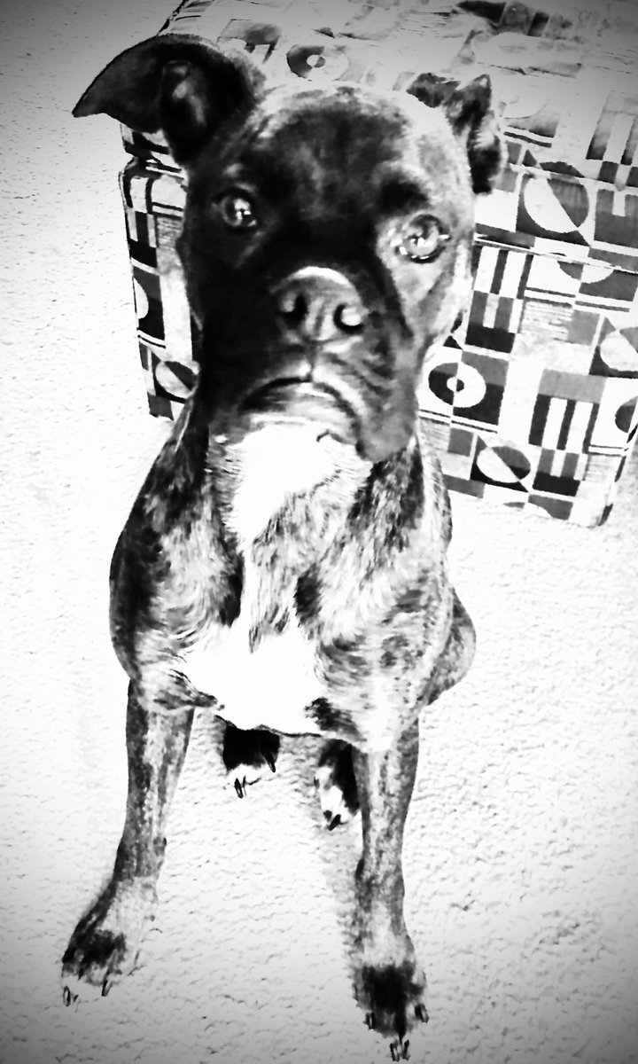 bfff802's tweet photo. FULL NERDBOT!  😆😆#schenleyjames  #boxerrescue #nerdbot  #boxerdog https://t.co/SJkPyprfQ1