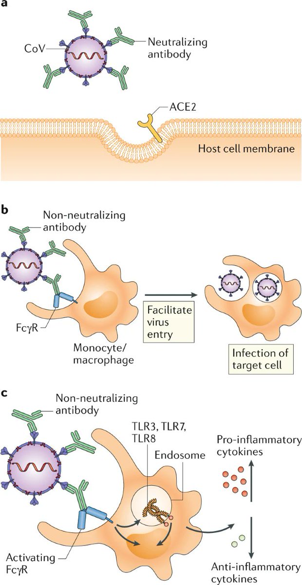 match_joe's tweet photo. #ADE danger of suboptimal antibody responses.
Documented for dengue virus & other viruses. In #C19infection, ADE is mediated by engagement of Fc receptors (FcRs) expressed on different immune cells, incdg monocytes, macrophages & B cells
Also for #C19vaxx? https://t.co/IYUmxQ9fcO https://t.co/8K50B9NJYR