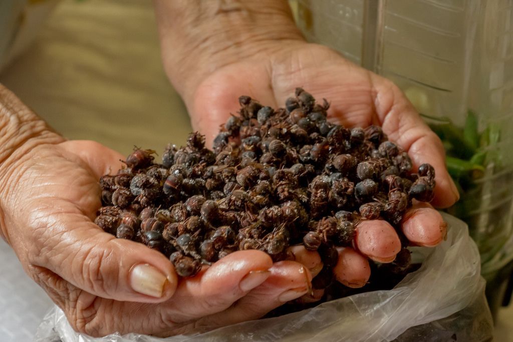 animalgourmet's tweet photo. Recolectar insectos comestibles no es cosa fácil, te contamos cómo lo hacen los expertos: https://t.co/oIVykS0Lat https://t.co/5OcmOxlokv