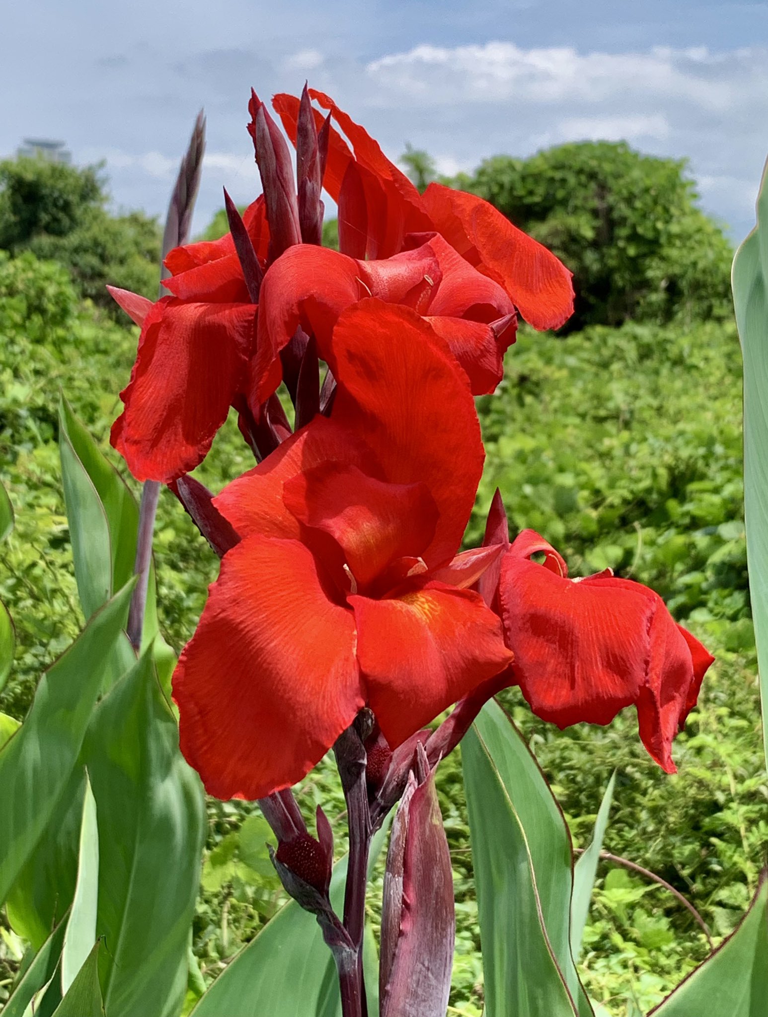Cloudsailor 星羅の一日一花 カンナ 品種改良されて園芸植物として利用されるカンナ はハナカンナとも呼ばれる 初夏から秋までの長い間 赤 朱色 黄色などの花を咲かせる カンナ科カンナ属 インドやマレー諸島原産 Canna Lily Garden Canna Canna