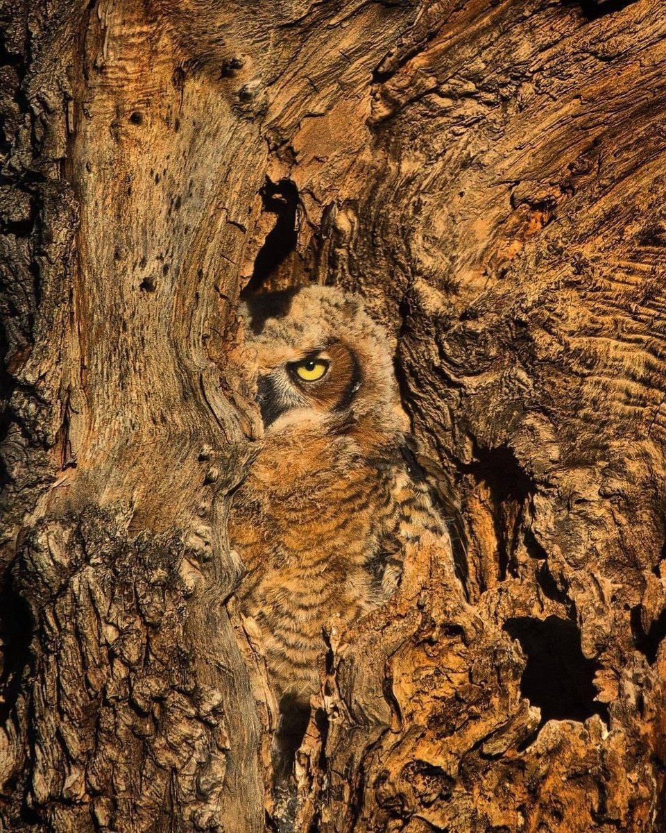 domdyer70's tweet photo. Owl camouflage https://t.co/hZIliWfmdF