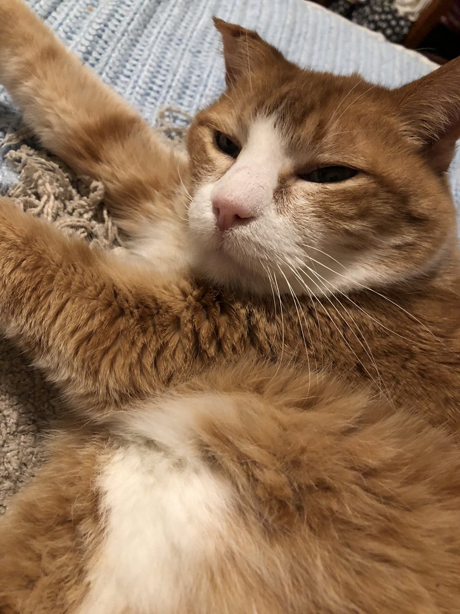 BobTheNinjaCat's tweet photo. I touched him while he was sleeping. BWAHAAHAA https://t.co/vqjHI4dfri