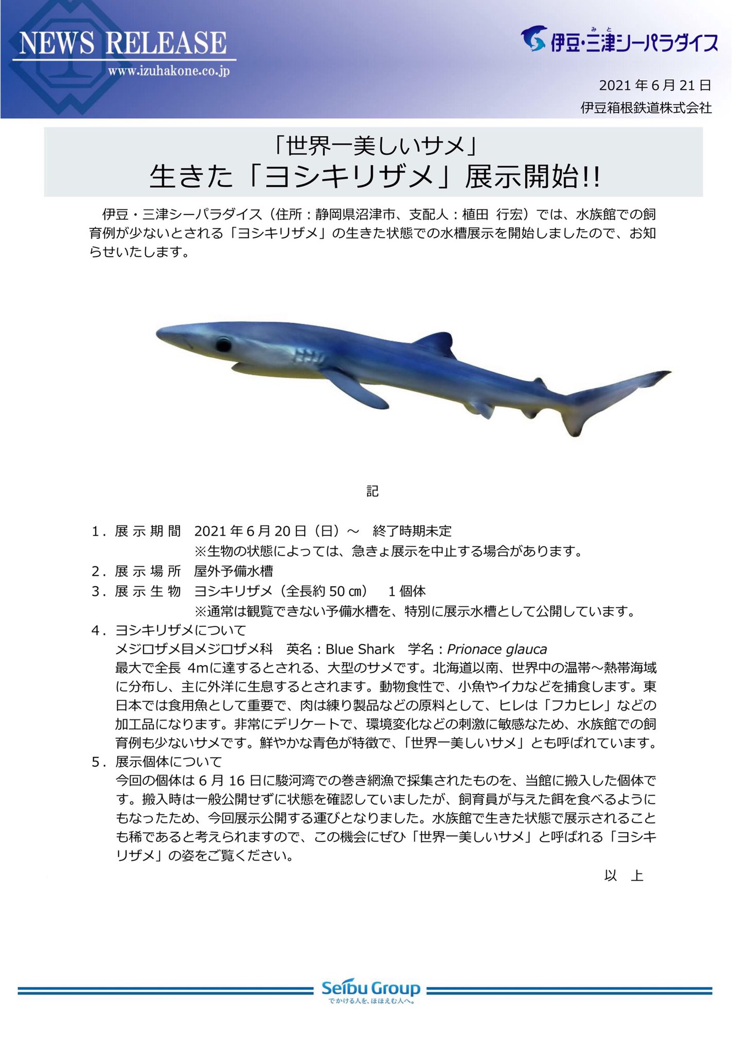 あさぎり 今朝の静岡新聞に伊豆 三津シーパラダイスでの 世界一美しいサメ と言われるヨシキリザメ公開の話題 飼育が難しいサメだそうですが できるだけ長く見られますように みとしー 美しすぎるサメ T Co Nc6hjmjdrl Twitter