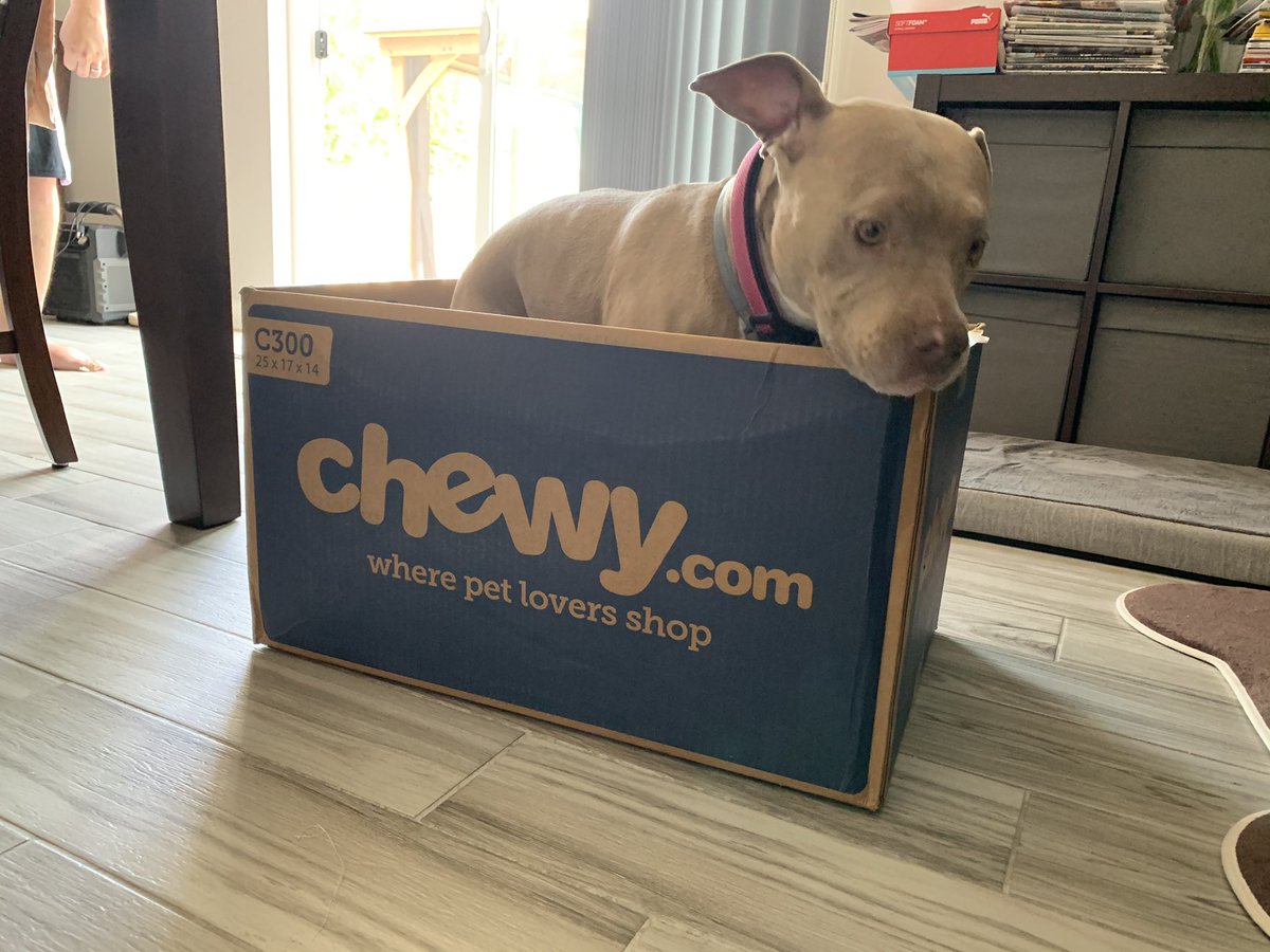 Our pup Rosey loves when the <a href="/Chewy/">Chewy</a> box gets here!