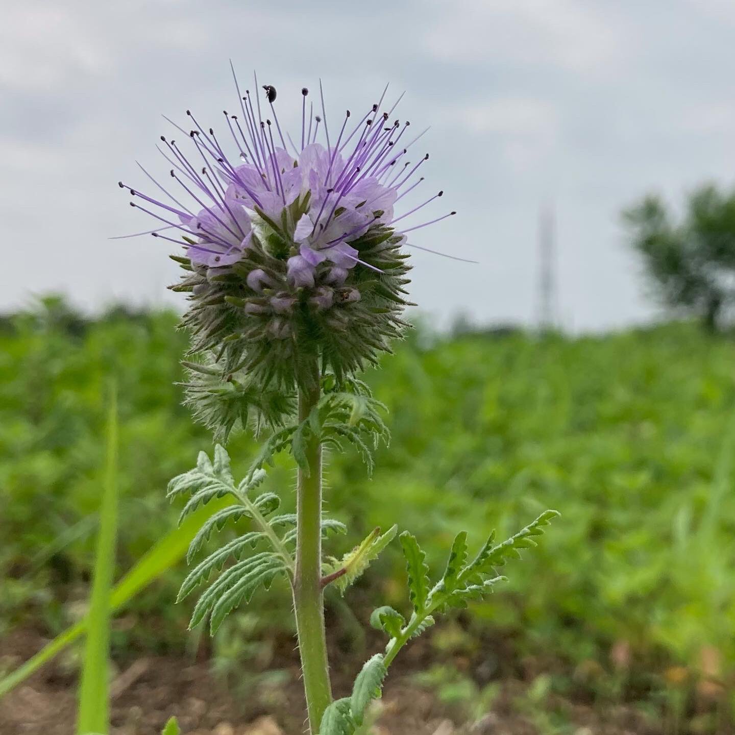 熊本園芸 ハゼリソウ科 ファセリア属 アンジェリア ネギの前作にすると 増収と品質の向上が期待できます 福島県 伊達郡 桑折町 熊本園芸 アグリ 緑肥 景観緑肥 春蒔き ハゼリソウ アンジェリア ネギの前作 T Co Rbxyokfvqg Twitter