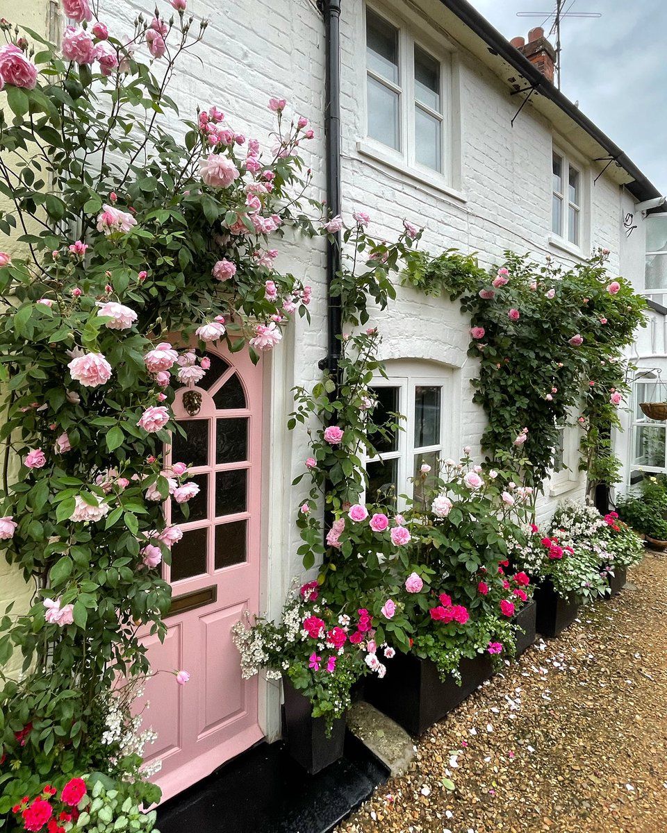 ChrisCarpenter_'s tweet photo. Rose eruption has arrived at Malthouse Cottages, beautiful blooms from all my @DAustinRoses from the magical delicate blooms of ‘Mortimer Sackler’ around my door to the strongly scented blooms of ‘Gertrude Jekyll’ growing up the drain pipe. Fabulous Roses! https://t.co/jTSruvaOQl