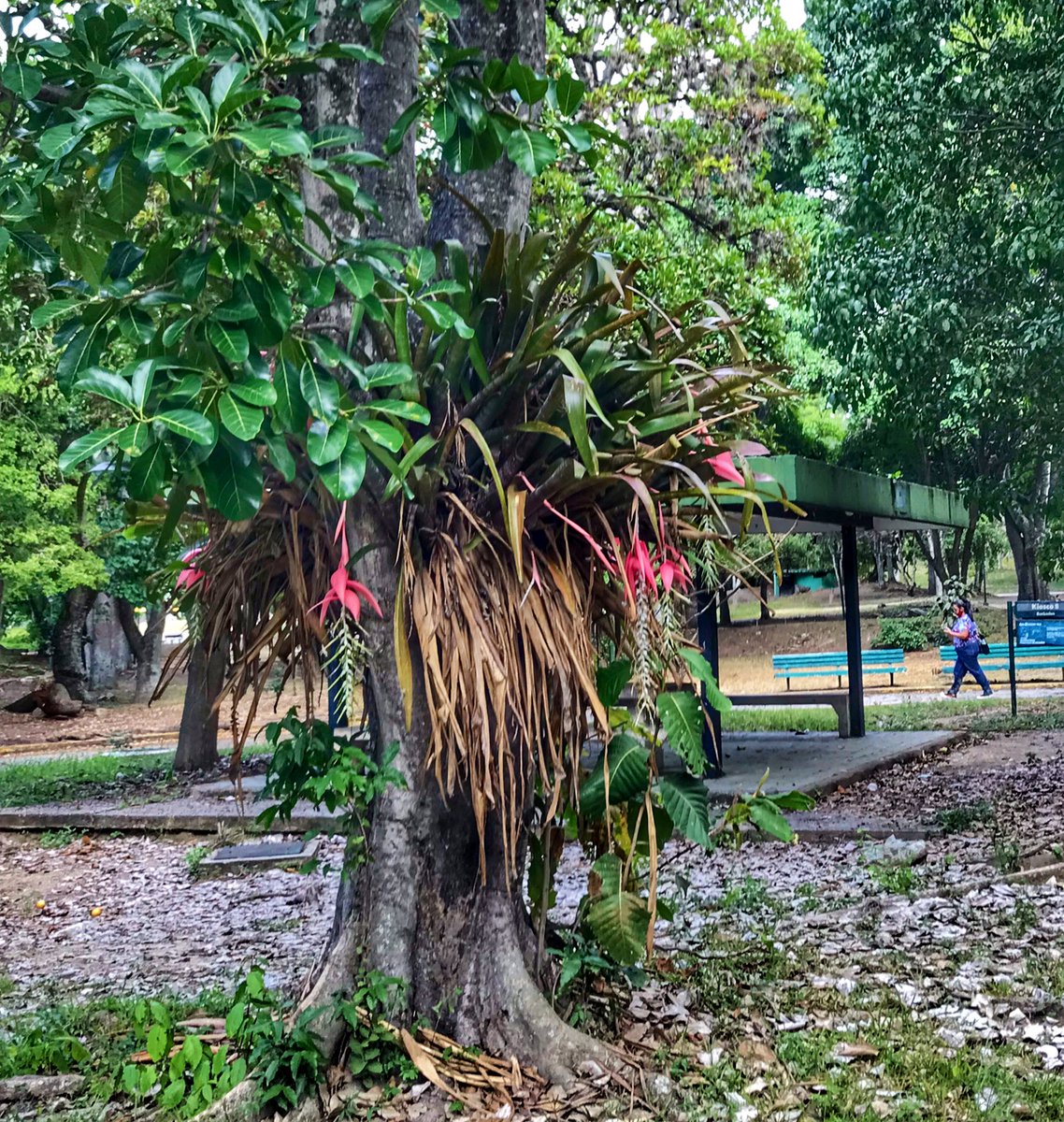 gabyarocha's tweet photo. Para los que les gusta ir al @ParqueDelEste, estén atentos
👁👁 para que no se pierdan estas bromelias fantásticas: aparecen religiosamente en junio, son rosadas o fucsias casi rojas, largas, exóticas y efímeras, su nombre: #FlorDeJunio.
Apúrate. Son #SoloPorEsteMes 😍 https://t.co/Lky5s8wWL3
