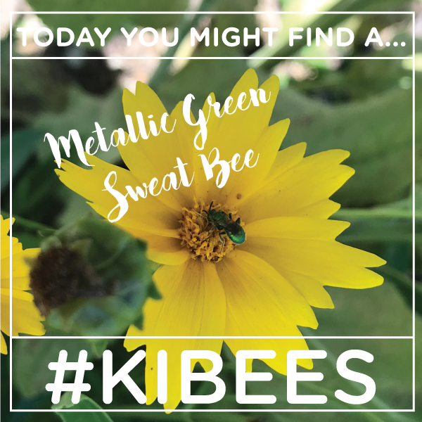 kibiorg's tweet photo. The 🟢 green 🟢 metallic sweat bee is a staff favorite. Not only are they pretty to look at but WOW do they work hard pollinating flowers! Have you spotted any of these #KIBEES? Snap a picture and show us! https://t.co/El1eBHYF1K