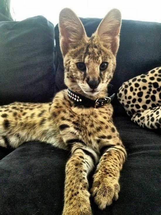 zkdlin014's tweet image. Kai obviously couldn't live without his pet in the modern world, so he adopted this beauty and now Jafaar is right at home back with his rightful owner ✨