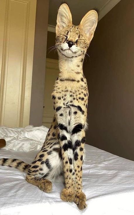 zkdlin014's tweet image. Kai obviously couldn't live without his pet in the modern world, so he adopted this beauty and now Jafaar is right at home back with his rightful owner ✨