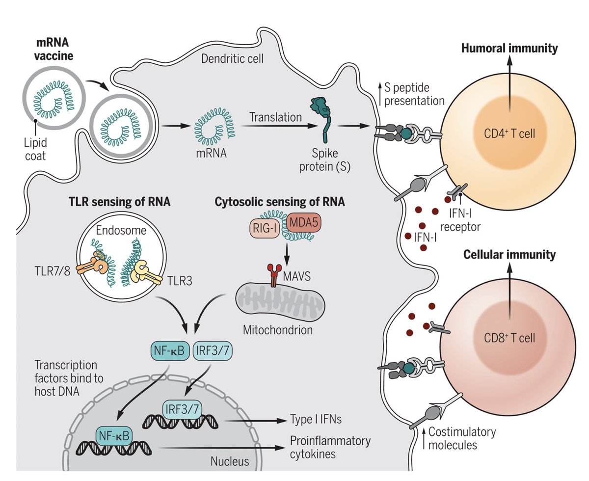 Eric Topol (@erictopol) on Twitter photo So what causes the side effects of fatigue, headache, fever from 2nd dose of mRNA covid vaccines?
Likely Type 1 Interferon (IFN-1), symptoms = IFN-1 injection; demographic pattern aligns with this mediator
"The vaccine is doing its job"
New <a href="/SciImmunology/">Science Immunology</a> immunology.sciencemag.org/content/6/60/e… So what causes the side effects of fatigue, headache, fever from 2nd dose of mRNA covid vaccines?
Likely Type 1 Interferon (IFN-1), symptoms = IFN-1 injection; demographic pattern aligns with this mediator
"The vaccine is doing its job"
New <a href="/SciImmunology/">Science Immunology</a> immunology.sciencemag.org/content/6/60/e…