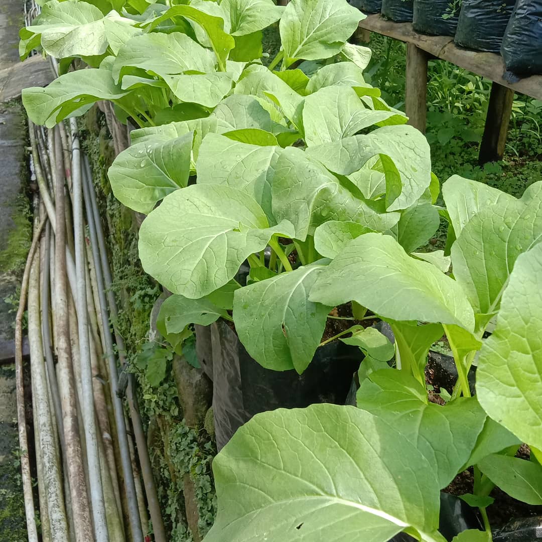 DBlederan's tweet photo. pemanfaatan pekarangan dengan Sayur Organik Desa Blederan Kecamatan Mojotengah Kabupaten Wonosobo
@ganjarpranowo 
@SBanendro 
@Pak_By1 https://t.co/uMb0AFkNDn