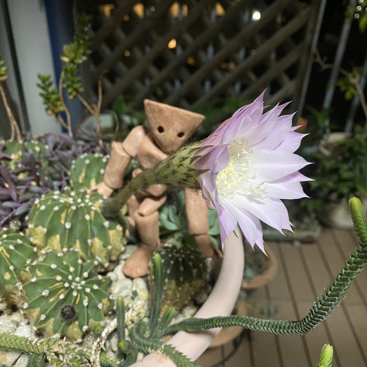 tsuchisuke2014's tweet photo. はいっ！

#ベランダー
#サボテン
#短毛丸
#多肉植物
#flower https://t.co/HMrYA3Gvgw