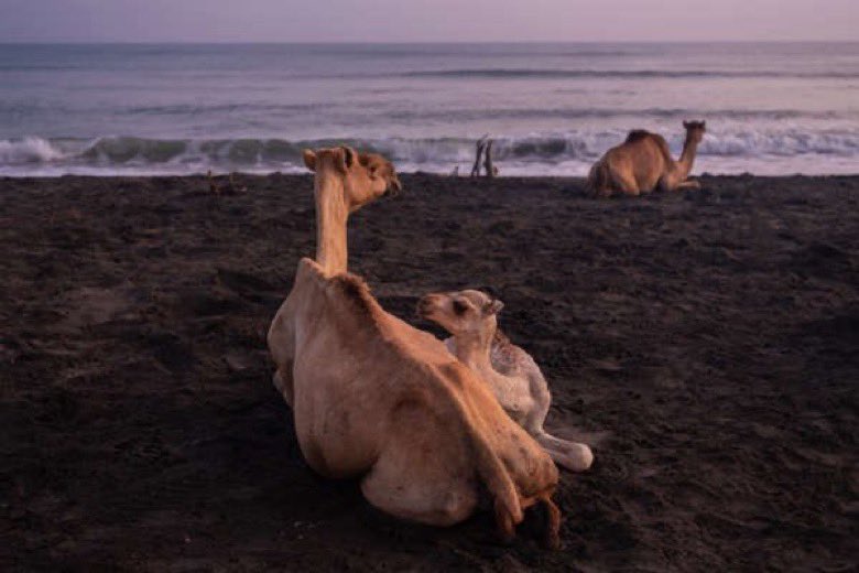 awdalites's tweet photo. A full moon sets over around 200 waking camels on the shores of the Gulf of Aden in Hiijinle village outside Lughaya, Awdal #WorldCamelDay https://t.co/Go8VVnF8rz
