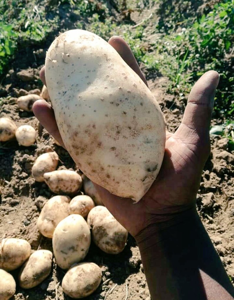 Enough_Shabba's tweet photo. Don't forget to eat your veggies😊#level5 https://t.co/69KuaUX6jY