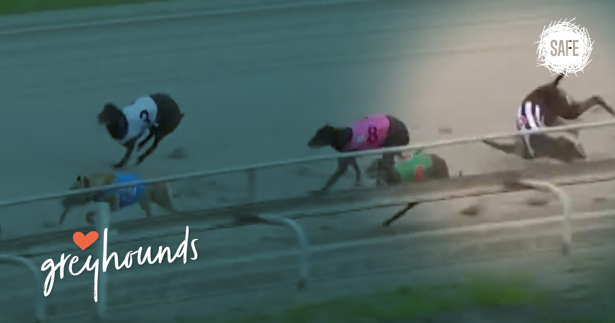 SAFEnewzealand's tweet photo. Rest easy Belfast Demo ❤
At just 3 years old, Belfast Demo was killed yesterday at Addington Raceway after falling and suffering a “catastrophic” leg fracture. 
After making the syndicate that owned him $15,744 this handsome boy died at the track for televised gambling profits. https://t.co/ArQltAdWSo