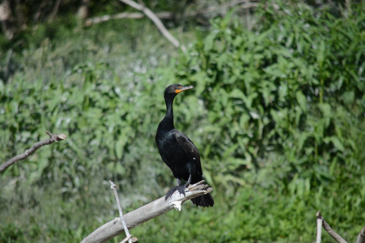 Just hanging out

#cormorant
#photography
#birdphotography 
#naturephotography 
#wildlifephotography