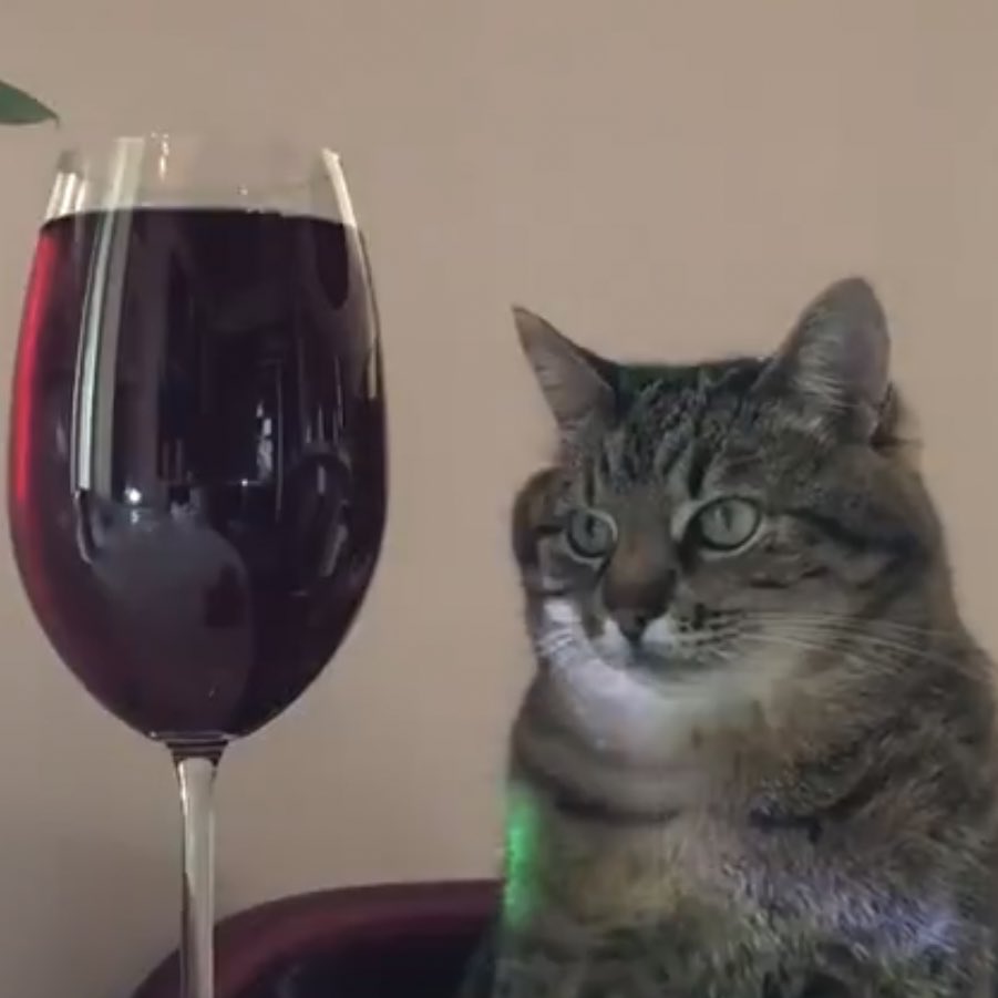🐱 tweet media