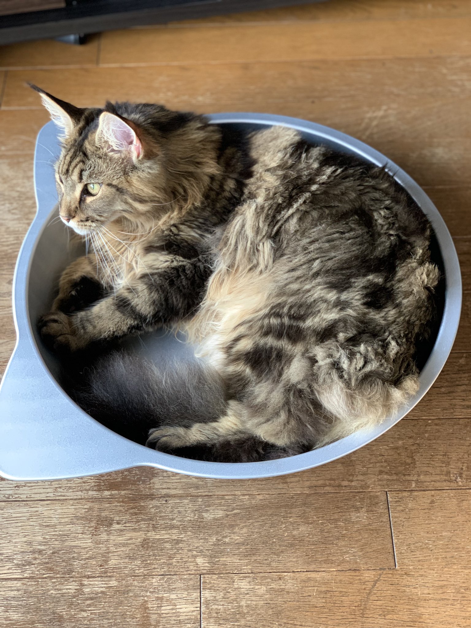 Coco アルミの猫鍋入ってくれたけど 結構みっちり メインクーン アルミ猫鍋 ジャンボサイズ T Co Fn6y6wb0eu Twitter