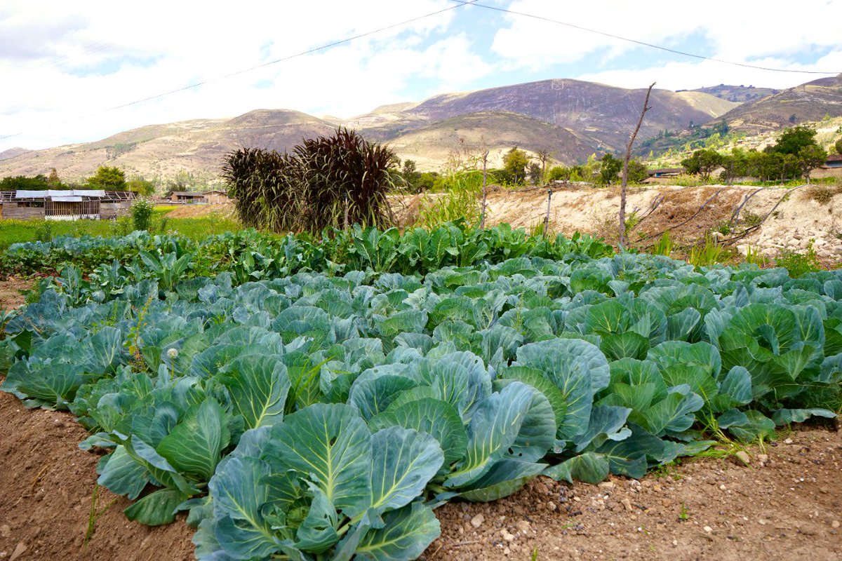 gob_reg's tweet photo. 🌱YA INSTALAMOS 250 BIOHUERTOS QUE BENEFICIARÁN A MÁS DE 4 MIL FAMILIAS DE LA REGIÓN
Plan Victoria promueve la instalación de biohuertos con la finalidad de cultivar hortalizas que mejoren la alimentación y combatan la desnutrición de la población. https://t.co/MMAO6SX5mM