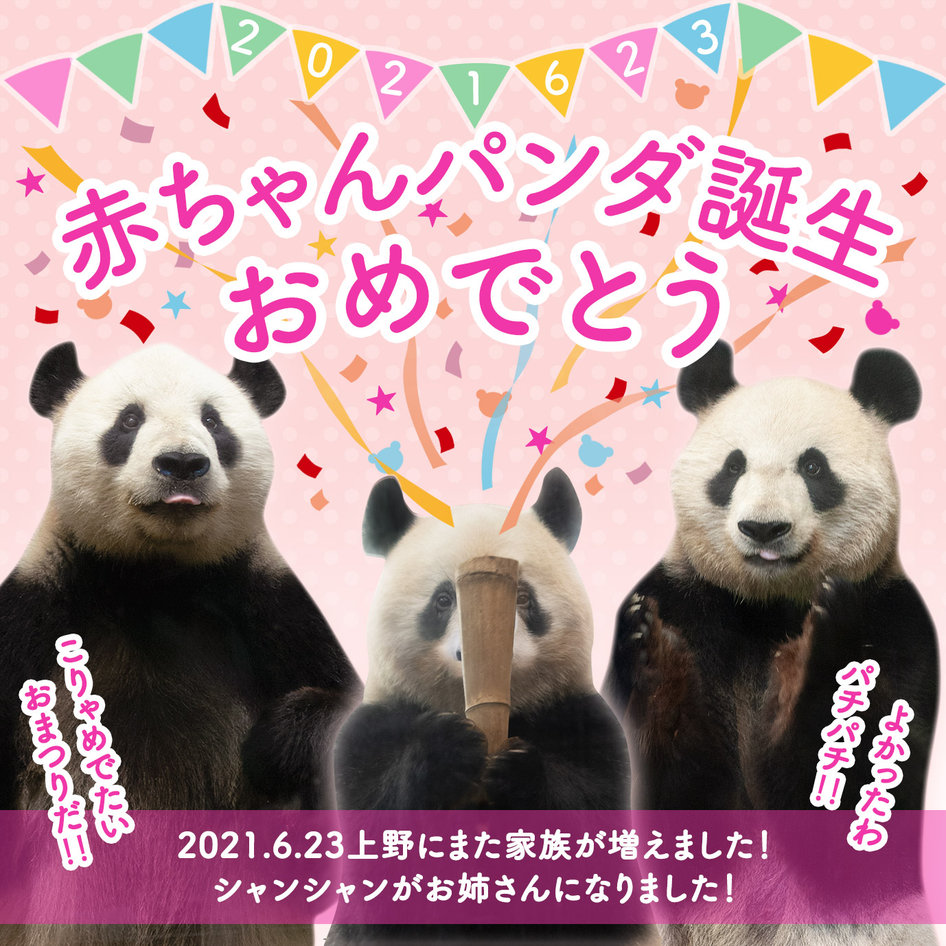 毎日パンダ 21年6月23日 リーリー シンシン シャンシャン 双子の赤ちゃんパンダ出産おめでとうございます T Co Pn3fz49h2b Twitter