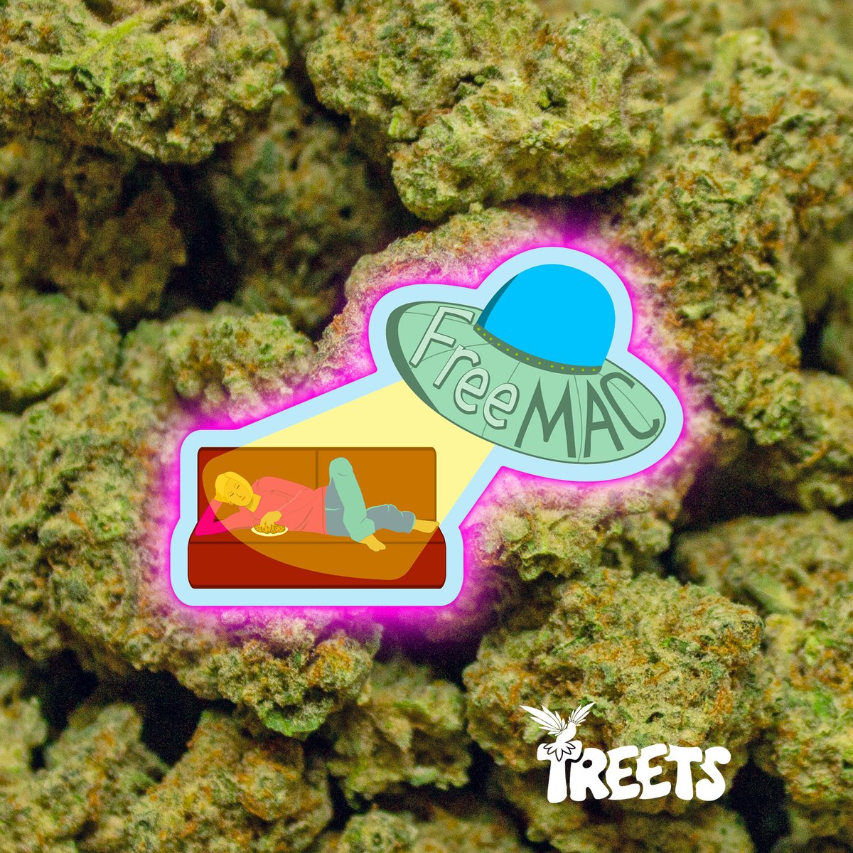 treetsflower's tweet photo. Free MAC (Miracle Alien Cookies)
60/40 Indica dominant strain
Uplifting and energetic https://t.co/JVjst8ic3r