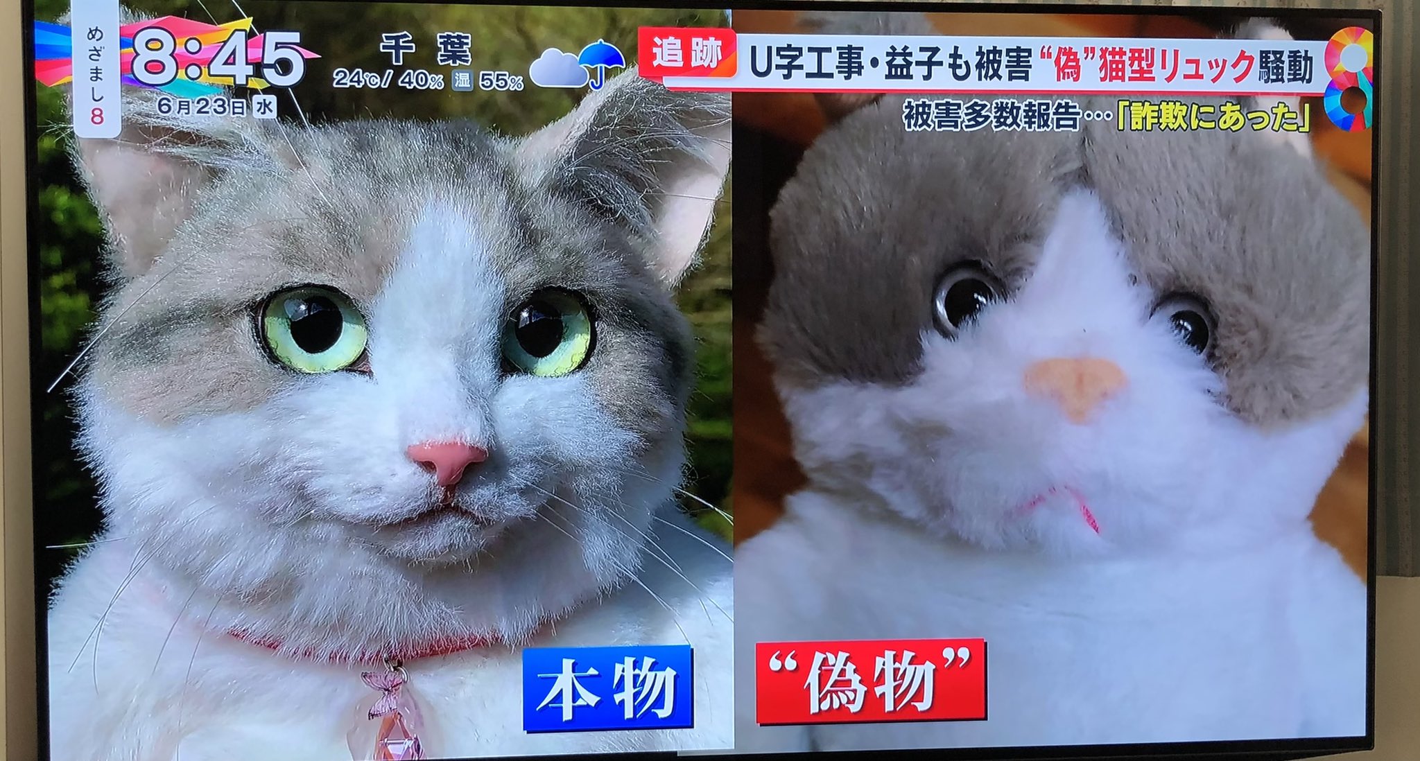 みみりん 猫型リュック詐欺 これはこれでかわいい