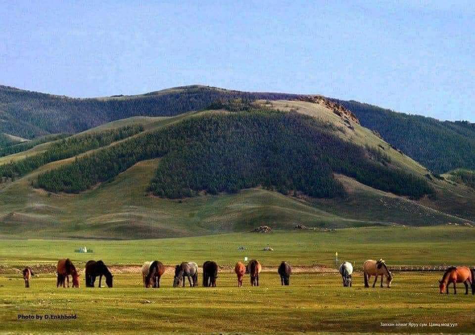 Цамц мод

Завхан аймгийн Яруу сум