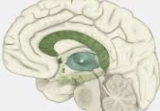 ecalixto's tweet photo. Las estructuras cerebrales relacionadas con la adicción a una droga son las MISMAS que se utilizan en el enamoramiento. 

#NeuroTuits https://t.co/eG2yZjGyE4