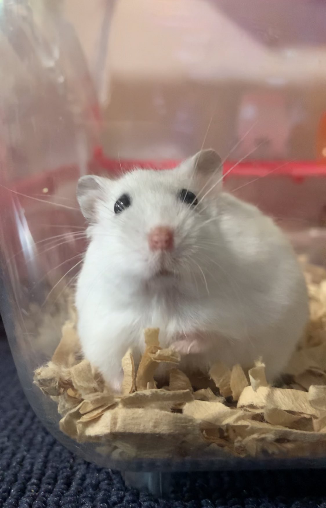 Fuu Chan723 朝起きてケージを見ると静かにここに佇んで うまうま待ちしてる白いもふもふを見つける とんでもなく癒される ハムスター ジャンガリアン パールホワイト ふわもこ部 うめちゃ 小梅 小梅太夫 T Co Gpy6pwmr67 Twitter