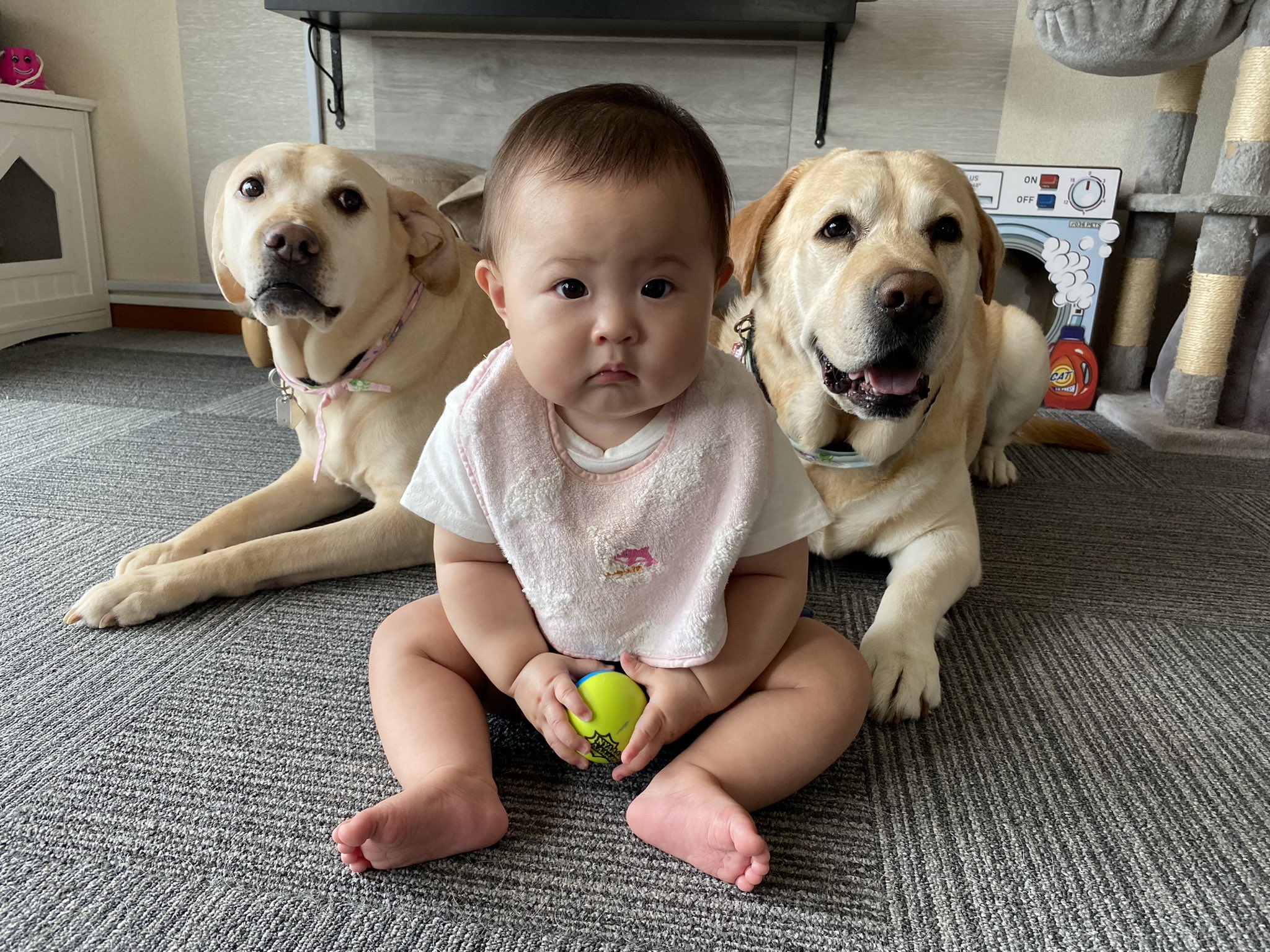 Don Mei ラブラドール 4番目の孫ちゃんと仲良し ドンメイミィ 大型犬と赤ちゃん 大型犬は優しい 仲良し 犬と赤ちゃん 癒し 大切な家族 大型犬 T Co Dskeootkuw Twitter Don Mei ラブラドール 4番目の孫ちゃんと仲良し ドンメイミィ 大型犬と赤ちゃん 大型犬は優しい 仲良し 犬と赤ちゃん 癒し 大切な家族 大型犬 T Co Dskeootkuw Twitter