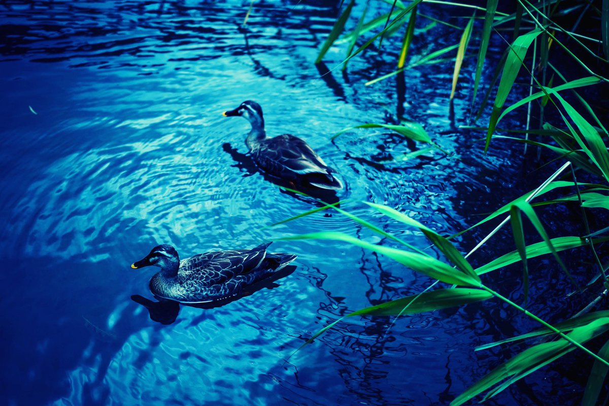 上星川hair Cut T Kh Haircutt Twitter