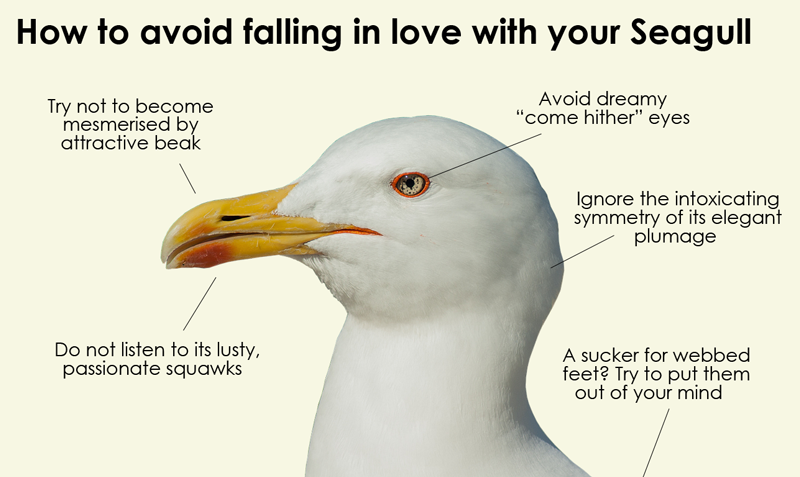 Here's how to avoid falling in love with your seagull.