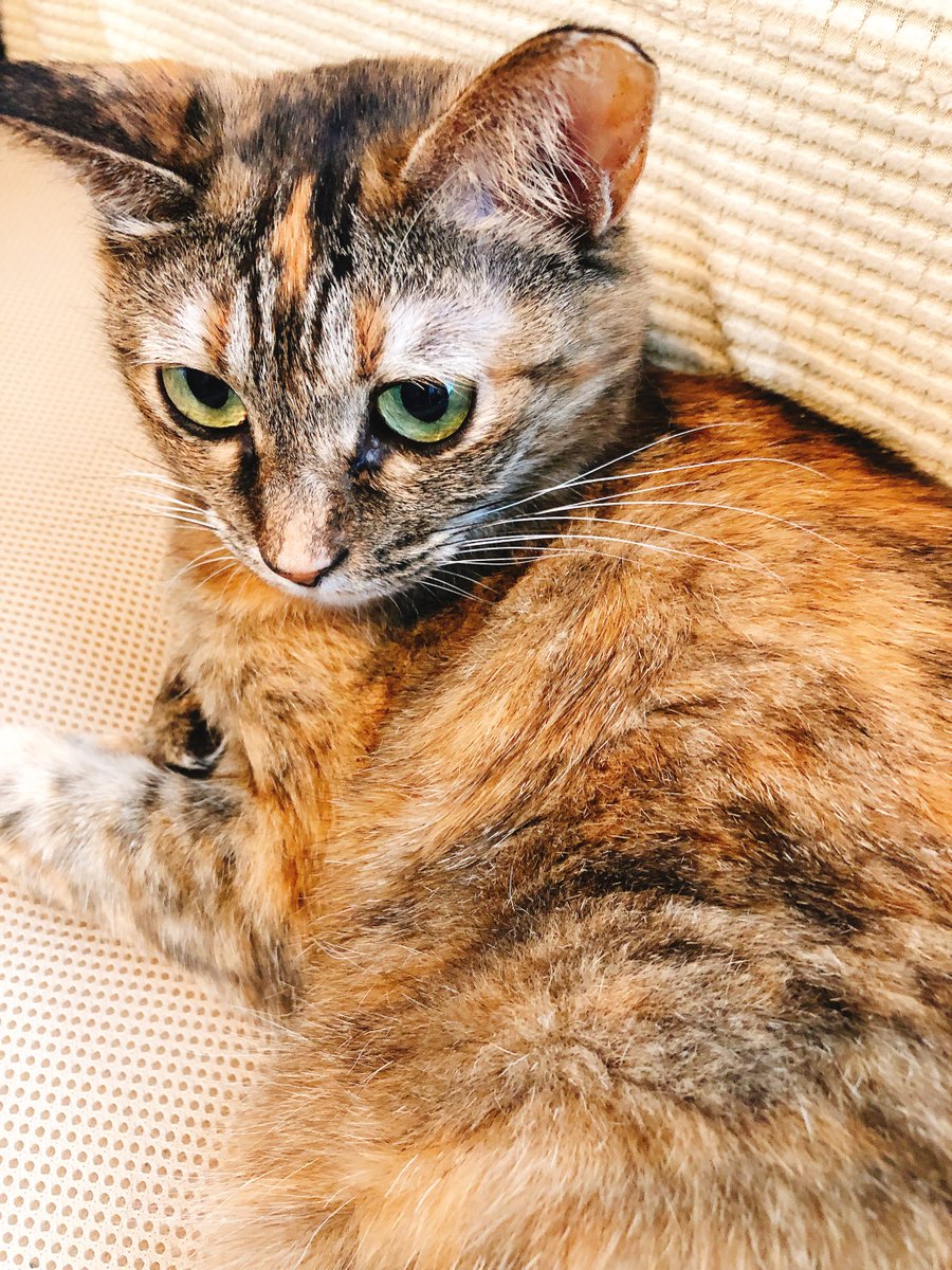 BeansPalette's tweet photo. おはようございます。
東京 中野は曇り（気温24度）

ここのところ、猫様の写真をあげていなかったので…
久しぶりの稲穂さんと麦さんをあげときます☺️

この癒やし届け✨

#企業公式が毎朝地元の天気を言い合う 
#イマソラ 
#ネコ 
#企業公式猫部 https://t.co/TxeDuSN2jb