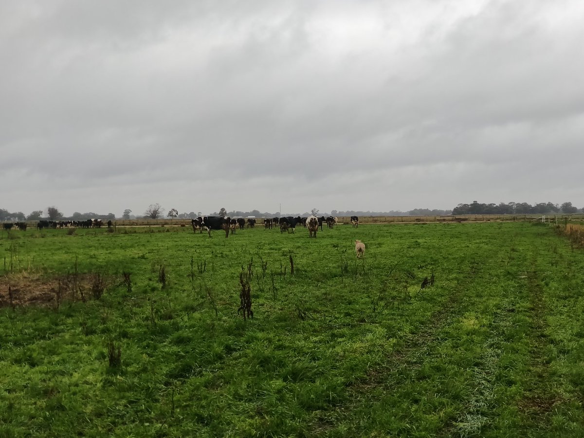 Dustin Kemp tweet media