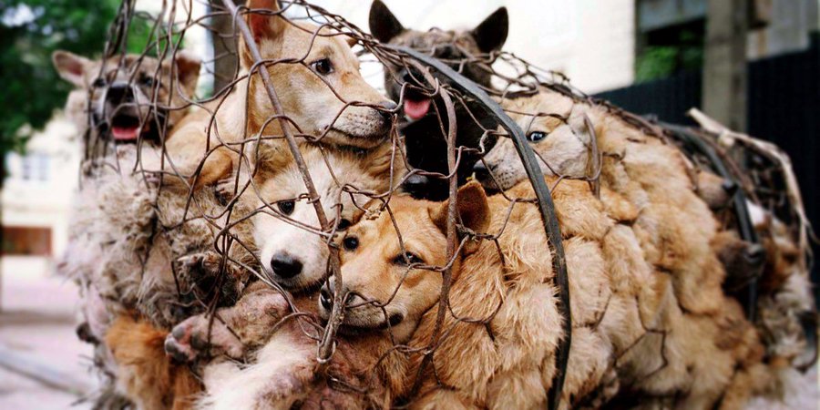 sí mismo Por nombre pelota Inicia polémico festival de carne de perro en China - Asia - Internacional  - ELTIEMPO.COM