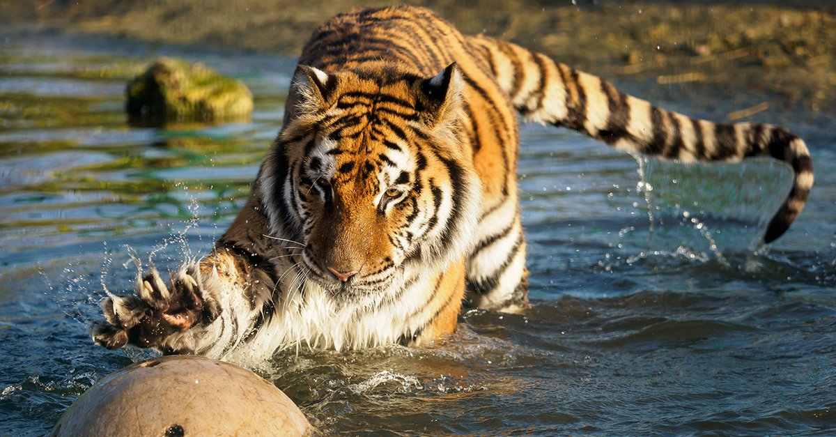 The <a href="/WildheartTrust/">The Wildheart Trust</a> has turned to Airtasker to find a #DIY expert to create toys for their tigers. These are no ordinary toys; they must challenge the tigers physically and mentally. Got DIY or #carpentry skills or just some awesome toy ideas?

Apply here: bit.ly/2SUWOes