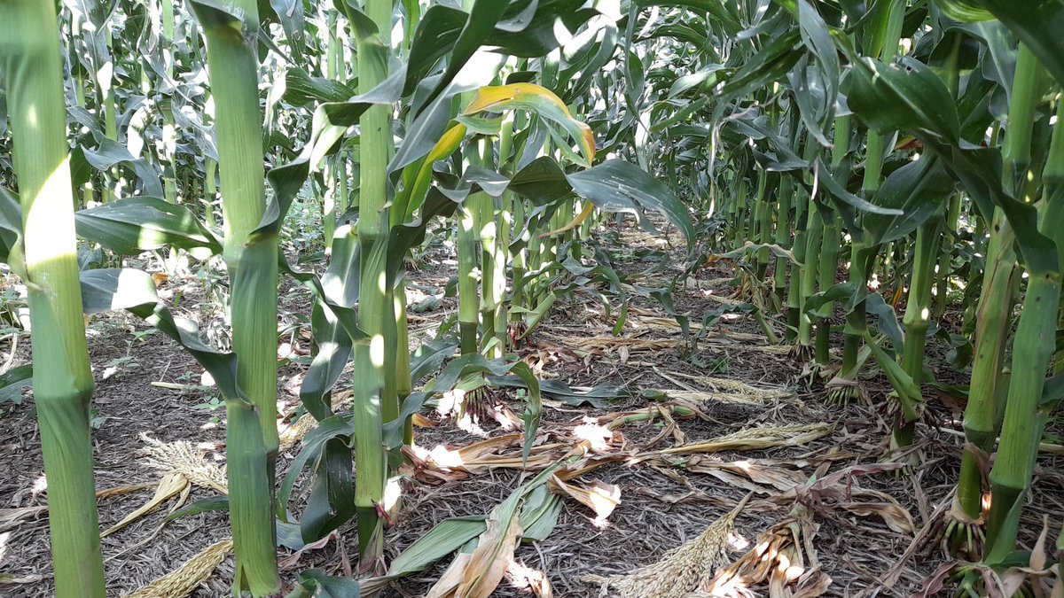 David_Agronomy's tweet photo. Hard to find Fall Armyworm in the silks this year. Every season since 2017 the pressure had been getting less, so much so, I no longer consider this pest to be... a pest. Just a sporadic few plants affected across a field. https://t.co/cwi2gbRqQi